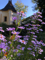 IMG_2330_Original